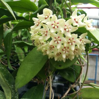 Hoya spec.  UT 029