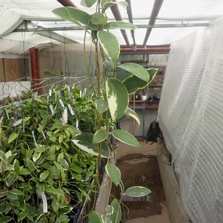 Hoya parasitica cv. Albomarginata