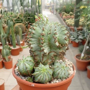 Euphorbia horrida