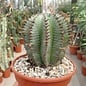 Euphorbia horrida