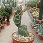 Opuntia zebrina cv. Reticulata