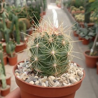 Thelocactus bicolor