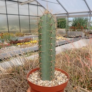 Cereus hankeanus