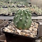 Echinocereus triglochidiatus v. mojavensis f. inermis      (dw)