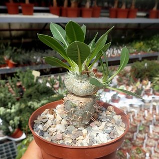 Pachypodium brevicaule    gepfr.