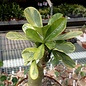 Adenium obesum variegata  mit jahreszeitlich bedingtem Rückschnitt, with cutback gepfr.