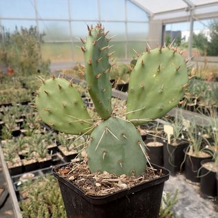 Opuntia phaeacantha cv. Persimmon      (dw)