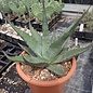 Agave montana       (dw)