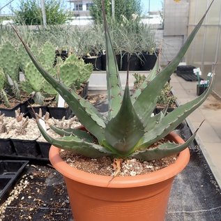 Agave montana       (dw)