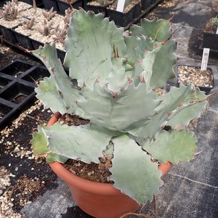 Agave potatorum