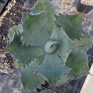 Agave potatorum