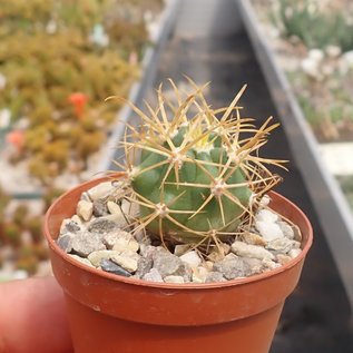 Ferocactus chrysacanthus