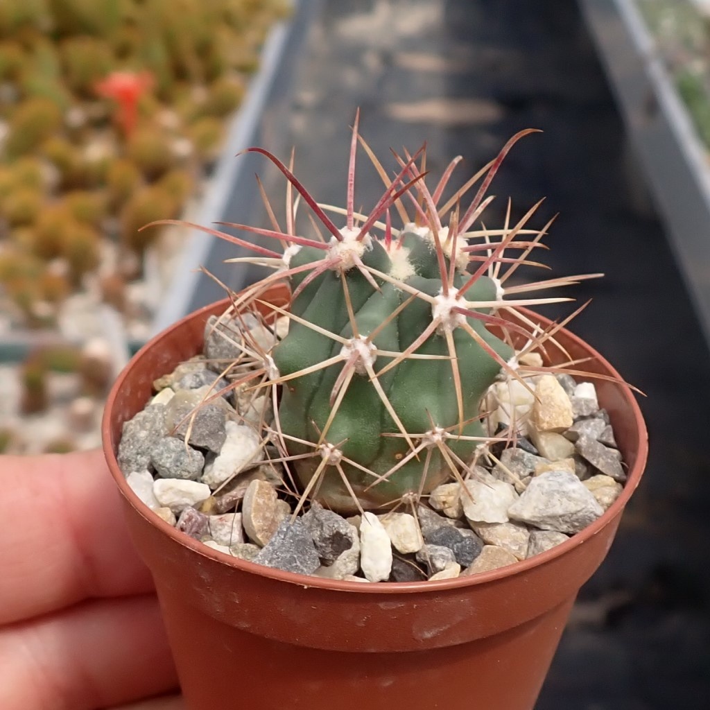 Ferocactus Gracilis Kugelkaktus - Rote Dornen Pflegeleicht