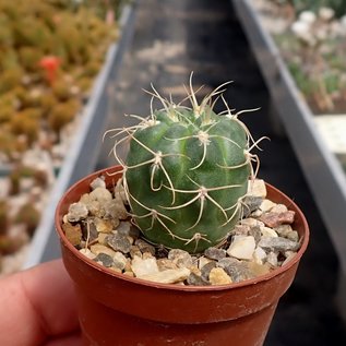 Gymnocalycium ritterianum  P 219 Sierra Fatamia, Rijoa, Aregentinien, 1800 m 1800 m