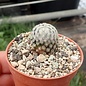 Mammillaria sanchez-mejoradae