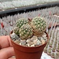 Sulcorebutia breviflora v. L 314 Rio Caine, Bolivien