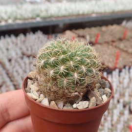 Sulcorebutia breviflora v. Blüte weiß L 314 Rio Caine, Bolivien