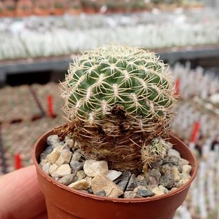 Sulcorebutia breviflora ssp. haseltonii fa. HS 144a La Viña, Cochabamba, Arce, Bolivien