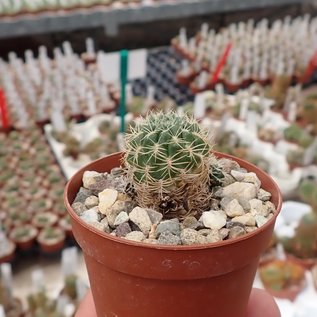 Sulcorebutia caineana  WK 167