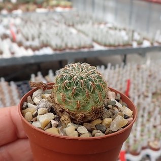 Sulcorebutia canigueralii cv. albispina RV 596