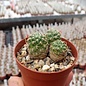 Sulcorebutia caineana