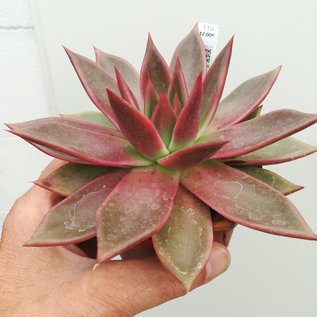 Echeveria agavoides cv. Antaris