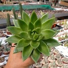 Echeveria agavoides