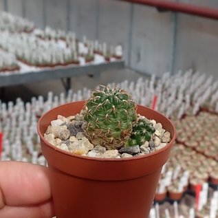 Sulcorebutia canigueralii fa. Applanata HS 096 fa. II Sucre, Zementfabrik, 2900 m