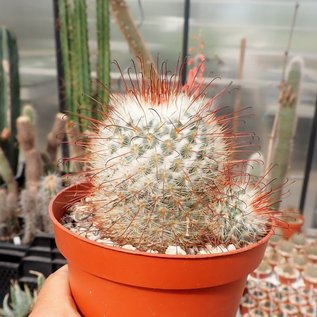 Mammillaria bombycina