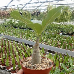 Adenium dhofarense   Oman