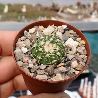 Notocactus calvescens  STU 15 Brasilien