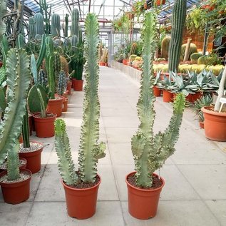 Euphorbia ingens marmorata