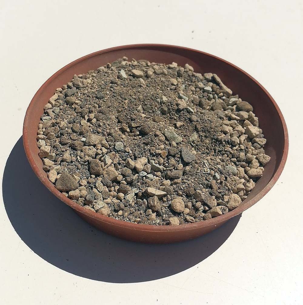 Polvere di carbone vegetale Premium 0 - 1 mm - Uhlig Kakteen - Più di 5.000  specie diverse