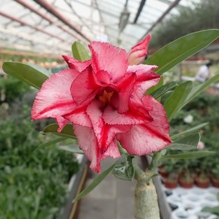 Adenium obesum Rose Crown   gepfr.