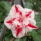 Adenium obesum White- Red Pelargonium CC 51  gepfr.