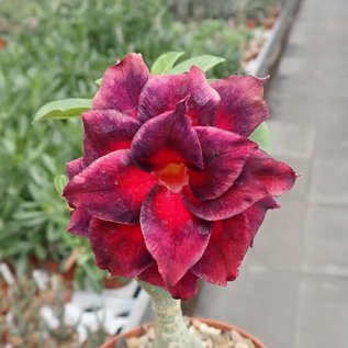 Adenium obesum Vulcanus   gepfr.