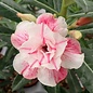 Adenium obesum Sab Sam Boon   gepfr.