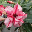 Adenium obesum Rose Crown   gepfr.