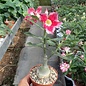 Adenium obesum Anamika  mit jahreszeitlich bedingtem Rückschnitt, with cutback gepfr.