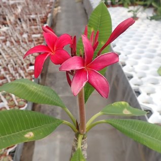 Plumeria-Hybr. Red India