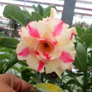 Adenium obesum Mrs. Rose   gepfr.