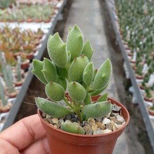 Cotyledon tomentosa