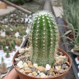 Echinocereus scheeri  HNT 101.92 Pueblo Nuevo, Mexiko