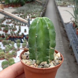 Echinocereus viereckii ssp. morricalii