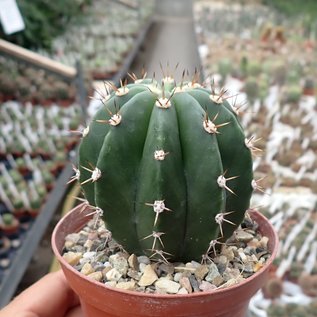 Echinopsis rhodotricha