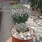 Tephrocactus alexanderi v. alexanderi