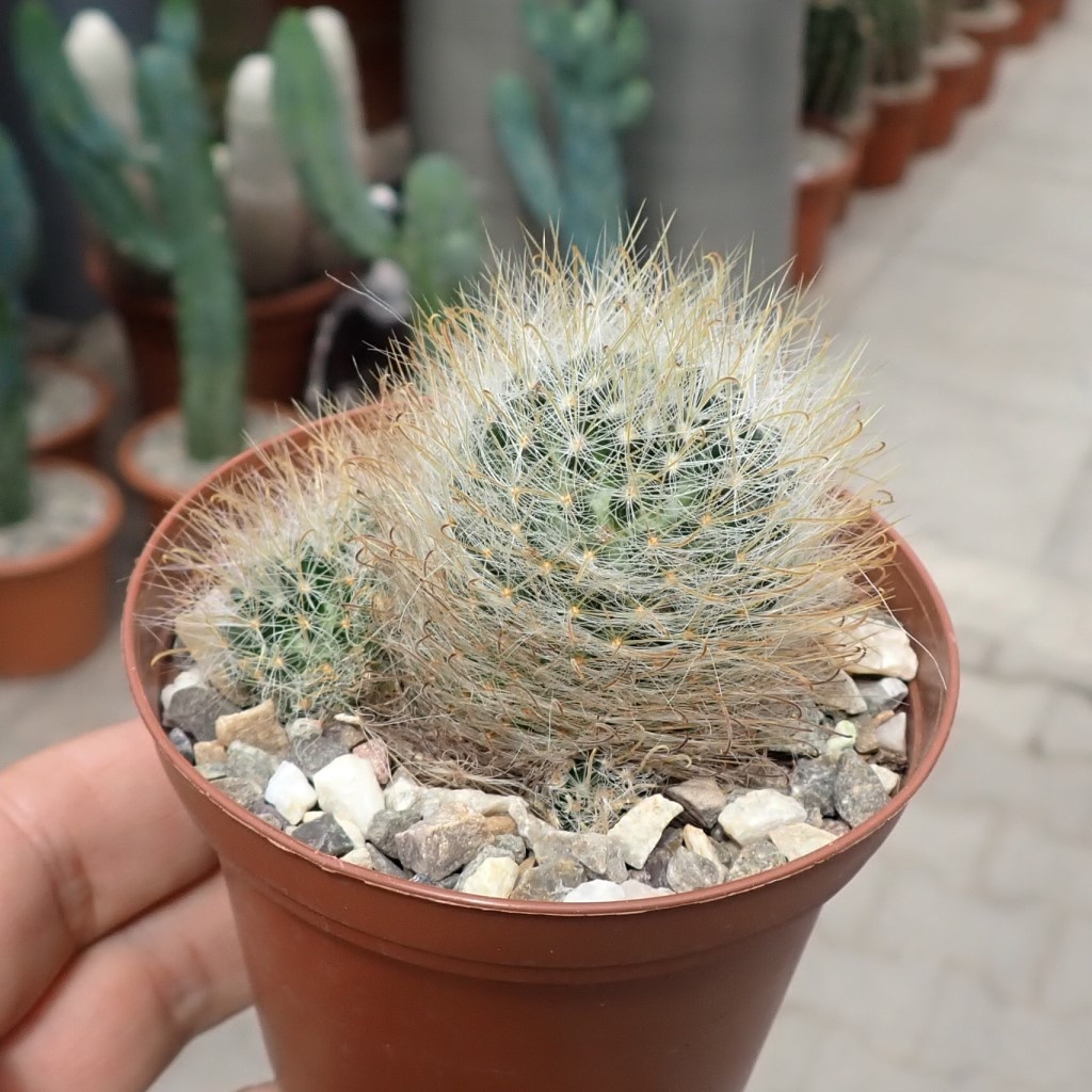 Mammillaria crinita Uhlig Kakteen Über 5000 verschiedene Arten