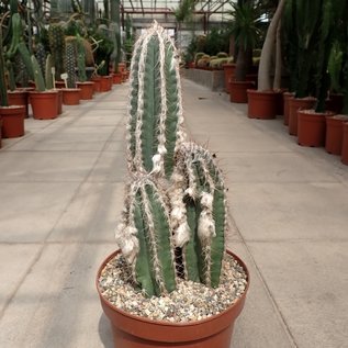 Pilosocereus palmeri