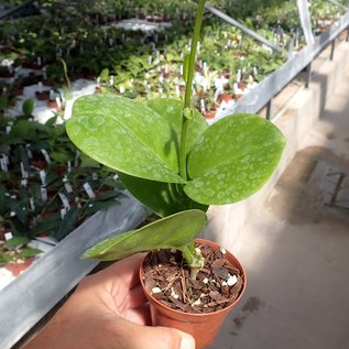 Hoya australis