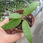 Hoya Ban Bang Pla III spotted leaves